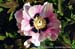 Rockii Peony: LAN HAI YIN BO